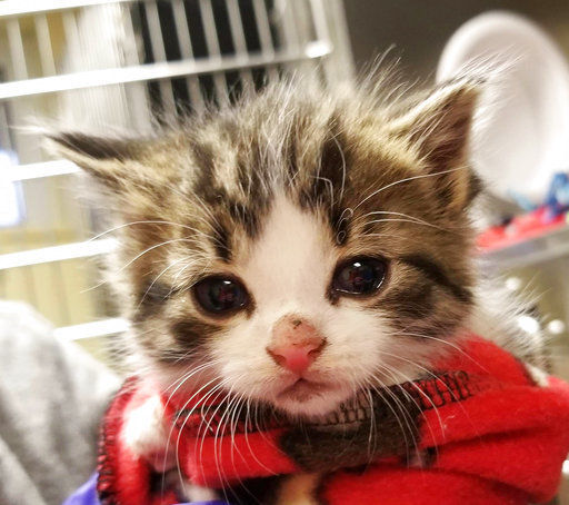 Michigan police department picks "Pawfficer"